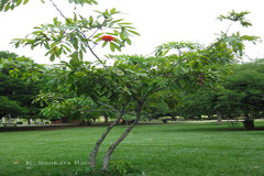 Brownea macrophylla